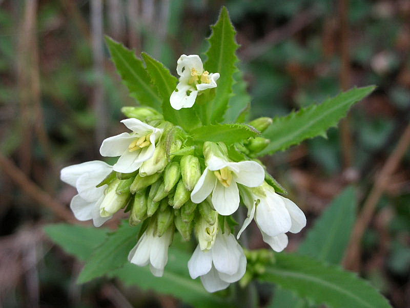 Fiori di primavera